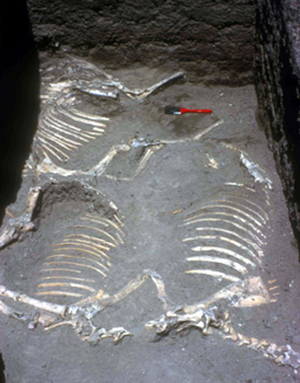 Equid skeletons